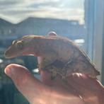 Bewezen wimpergekko koppel, Dieren en Toebehoren, Hagedis, Met terrarium, 3 tot 6 jaar