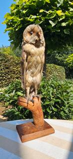 Kerkuil Taxidermie - Prachtig Exemplaar!, Verzamelen, Dierenverzamelingen, Ophalen of Verzenden, Gebruikt, Vogel, Opgezet dier