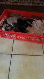 Kittens 9 weken oud aangeboden, Meerdere dieren, Kortharig, 0 tot 2 jaar