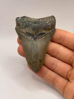 Haaientand megalodon 8.2 centimeter, Verzamelen, Mineralen en Fossielen, Ophalen of Verzenden, Fossiel