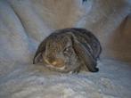 Jonge franshangoren, Meerdere dieren, Groot, Hangoor, 0 tot 2 jaar