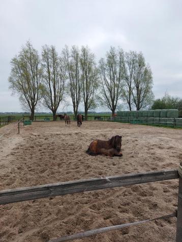 Rusthuis heeft stal vrij voor een ruin!! beschikbaar voor biedingen
