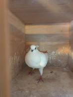 POSTDUIVEN  PRACHTIGGE AMSTERDAMSE TIPLER HOOGVLIEGER, Dieren en Toebehoren, Vogels | Duiven, Vrouwelijk, Overige soorten