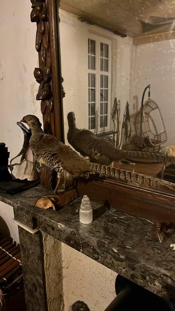 Opgezette fazant in nette staat beschikbaar voor biedingen