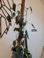 Philodendron Brandtianum & Micans - Zeldzame kamerplanten, Ophalen of Verzenden, Halfschaduw, Minder dan 100 cm