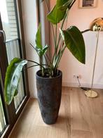 Strelitzia Nicolai met pot - 218cm hoog, Ophalen, 200 cm of meer, Overige soorten, Halfschaduw