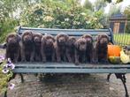 Prachtige, super lieve, bruine Labrador pups, Dieren en Toebehoren, Honden | Retrievers, Spaniëls en Waterhonden, 8 tot 15 weken