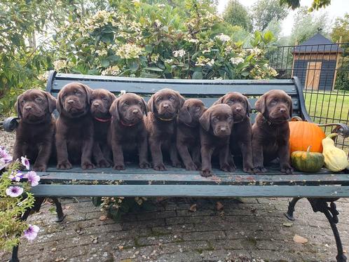Prachtige, super lieve, bruine Labrador pups, Dieren en Toebehoren, Honden | Retrievers, Spaniëls en Waterhonden, Meerdere dieren
