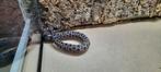 Dusky pygmy rattlesnake man (Sistrurus miliarius barbouri), Dieren en Toebehoren, Slang