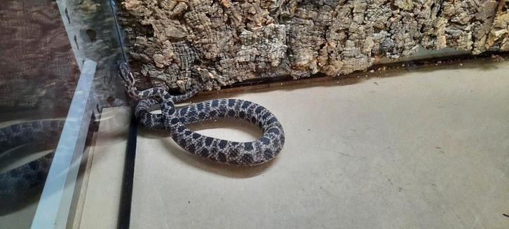 Dusky pygmy rattlesnake man (Sistrurus miliarius barbouri), Dieren en Toebehoren, Reptielen en Amfibieën, Slang