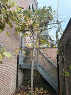 Twee bomen, Tuin en Terras, Ophalen, Volle zon, Overige soorten