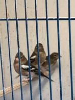 Europese vinken, Dieren en Toebehoren, Meerdere dieren, Wildzangvogel, Geringd