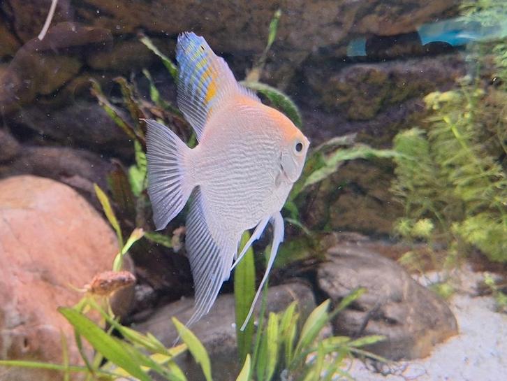 Maanvissen, Dieren en Toebehoren, Vissen | Aquariumvissen, Zoetwatervis, Vis, Schoolvis