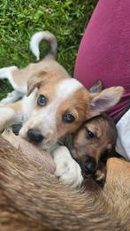 Border Collie x Herder mix kruising geboren 10 Juni, 8 tot 15 weken, Geslacht onbekend, Eén hond, Middel
