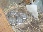 Vogelbad van beton gietijzer brons graniet ijzer Ook op poot, Ophalen