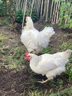 Araucana haan en 2 Sussex hennen, Meerdere dieren, Kip