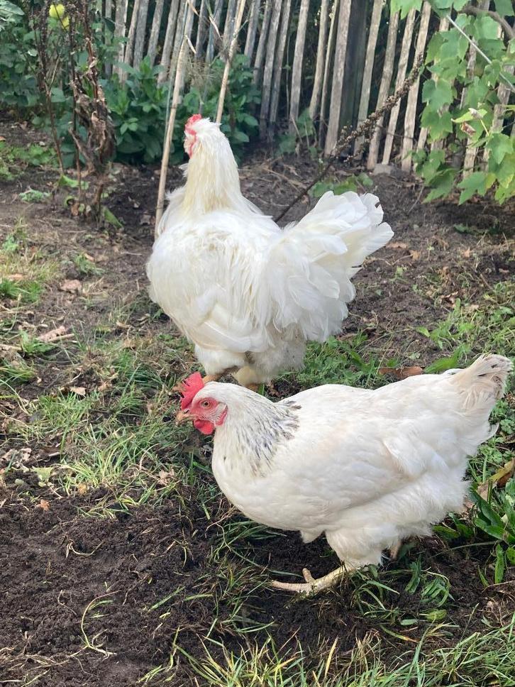 Araucana haan en 2 Sussex hennen, Dieren en Toebehoren, Pluimvee, Kip, Meerdere dieren