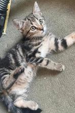 Kittens (Europees korthaar), Meerdere dieren, Ontwormd