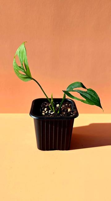 Monstera esqueleto - babyplant beschikbaar voor biedingen