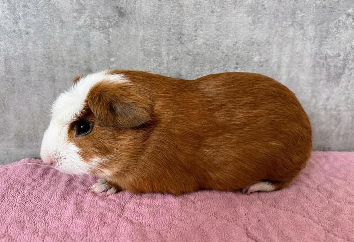 Cavia’s van het ras Cuy (beertjes) van 6 weken, Dieren en Toebehoren, Knaagdieren, Mannelijk, Cavia, November
