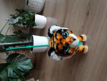 Tijger met geluid beschikbaar voor biedingen