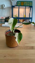 Monstera Albo variegata, Ophalen of Verzenden, Overige soorten, Minder dan 100 cm