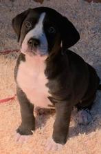 Super gave american bully x pups, Dieren en Toebehoren, Honden | Bulldogs, Pinschers en Molossers, Rabiës (hondsdolheid), Overige rassen