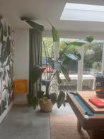 Strelitzia Kamerplant in Terracotta Pot, 100 tot 150 cm, Overige soorten, In pot, Groene kamerplant