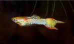Guppy Endler Snake Skin, Dieren en Toebehoren, Vis, Zoetwatervis, Schoolvis