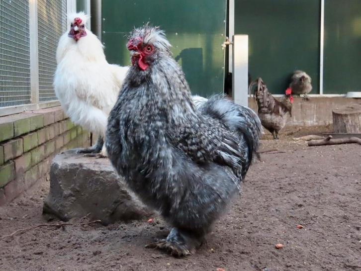 Koekoek zijdehoen haan, Dieren en Toebehoren, Pluimvee, Kip, Mannelijk