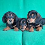 Schitterde Welsh Corgi x Teckel (Dorgi) Pups, Standaard, Nederland, CDV (hondenziekte), 8 tot 15 weken