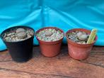Levende steentjes Lithops mini vetplanten verschillende, Vetplant, Ophalen of Verzenden, In pot, Minder dan 100 cm
