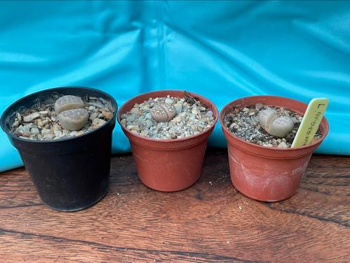 Levende steentjes Lithops mini vetplanten verschillende, Huis en Inrichting, Kamerplanten, Vetplant, Minder dan 100 cm, Bloeiende kamerplant