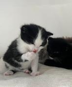 Schattige kittens te koop 30 maart geboortedatum, Dieren en Toebehoren, Katten en Kittens | Overige Katten, Kortharig, 0 tot 2 jaar