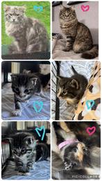 Maine coon Kittens (nog maar 2 katertjes beschikbaar!!!), Meerdere dieren, Ontwormd, 0 tot 2 jaar