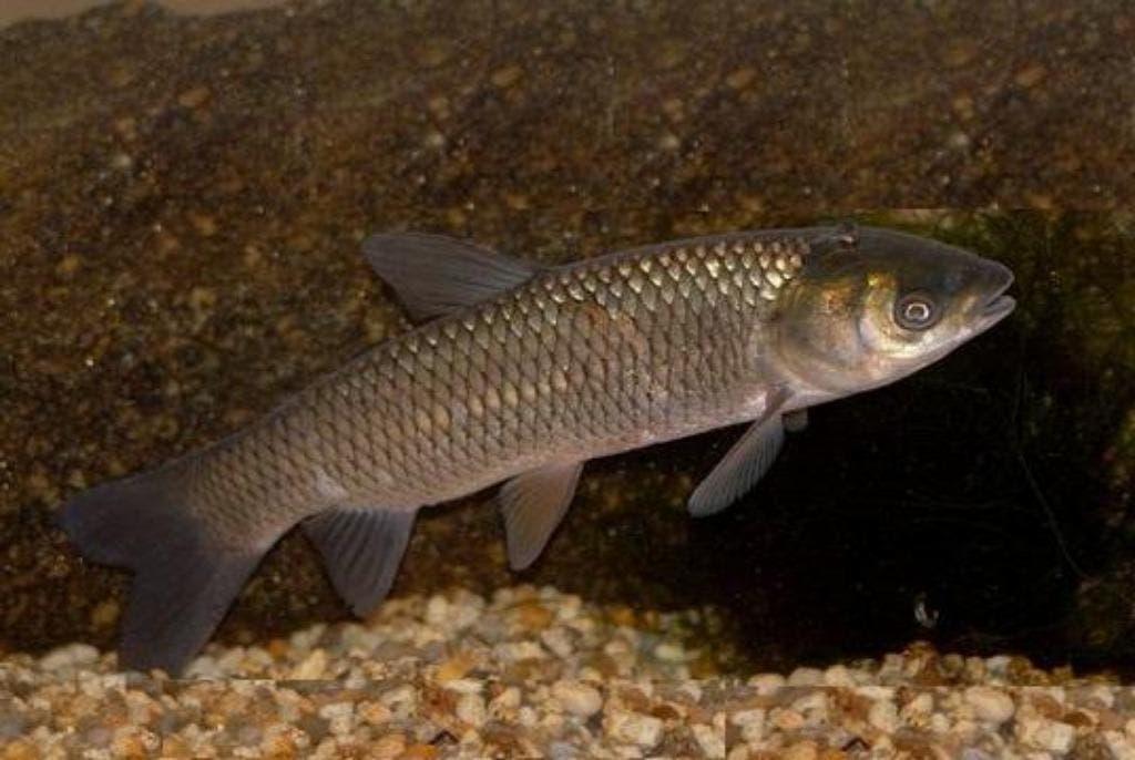 Graskarper, tuinman in uw vijver, vele soorten vijvervissen, Karper of Koi