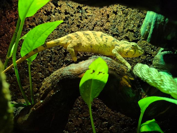 Furcifer pardalis 0.2 Ambilobe te koop Chameleon - female for sale from Venom