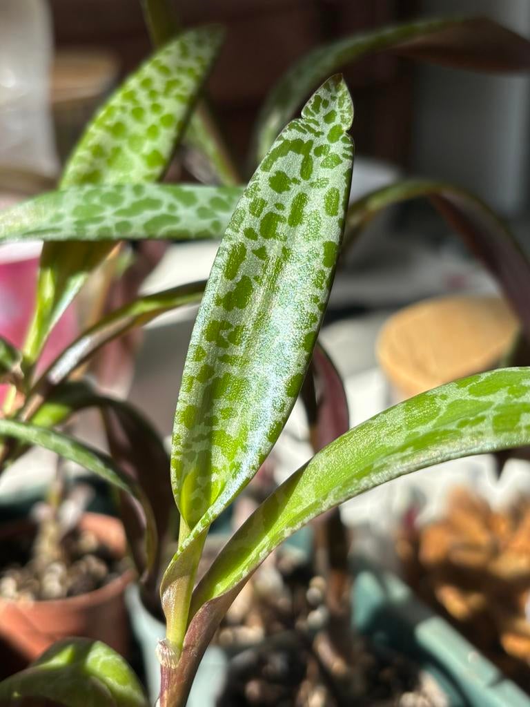 Ledebouria Socialis stekken (vanaf €0,50), Huis en Inrichting, Kamerplanten, Ophalen, Overige soorten, Halfschaduw, Minder dan 100 cm