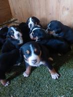 Grote zwitserse sennen pups alleen nog teefjes, Meerdere, Meerdere dieren, Nederland, Particulier