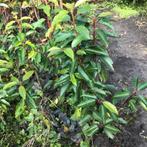 Portugese Laurier, Ophalen, Laurier, 100 tot 250 cm