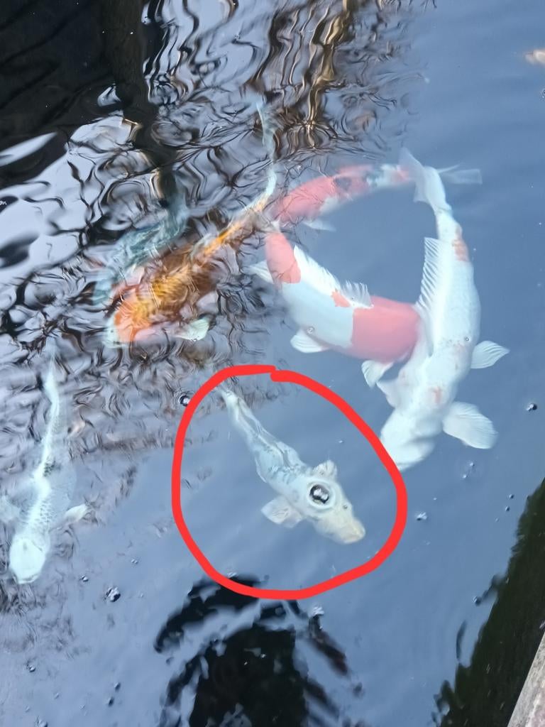 Mooie gezonde Bekko koikarper 40 cm., Karper of Koi