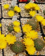 cactus - Sulcorebutia gemmae, Verzenden, Cactus, Volle zon, Minder dan 100 cm