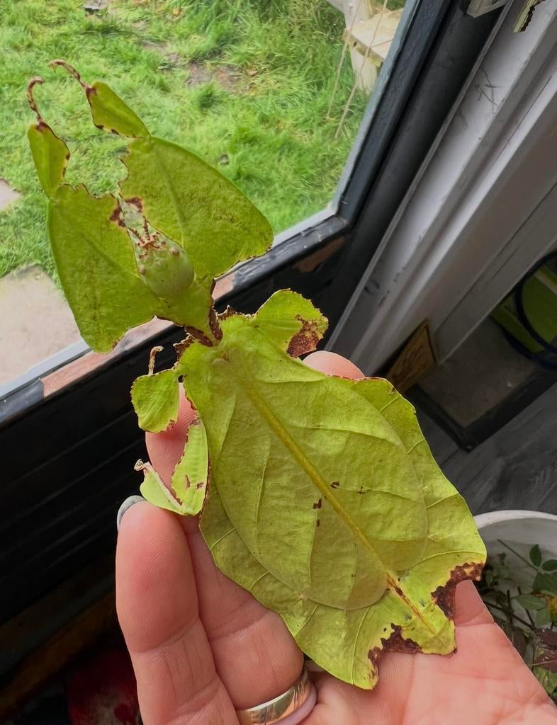 wandelend blad Giganteum psg72 nimfen net groen, Dieren en Toebehoren, Overige soorten