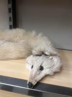 Poolvos bont, Ophalen of Verzenden, Zo goed als nieuw, Maat 46/48 (XL) of groter, Sjaal