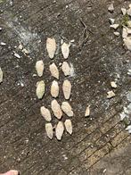 Sepia/zeeschuim, Dieren en Toebehoren, Ophalen of Verzenden