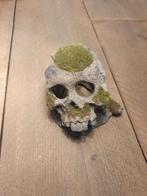 Schedel met mos voor aquarium, Dieren en Toebehoren, Ophalen of Verzenden, Nieuw, Plant(en), Steen of Hout