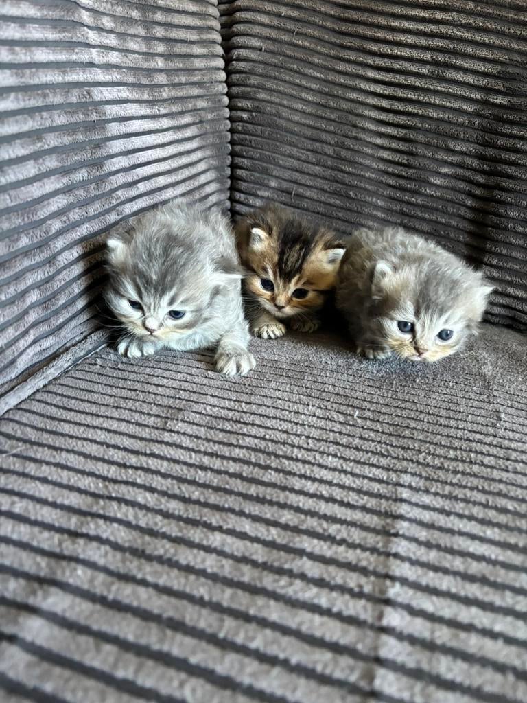 3 Brits kittens (mannetjes), Dieren en Toebehoren, Kater, 0 tot 2 jaar