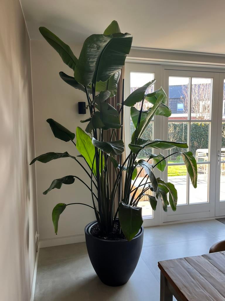 Strelitzia Nicolai XXL, Huis en Inrichting, Kamerplanten, Ophalen, 200 cm of meer, Palm, Halfschaduw