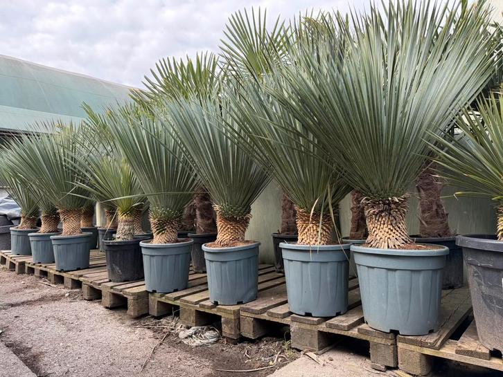 Yucca rostrata’s op stam, Tuin en Terras, Planten | Tuinplanten, Ophalen of Verzenden