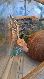 Wimpergekko man12 gram. Voor Houten!, Dieren en Toebehoren, Hagedis, 0 tot 2 jaar